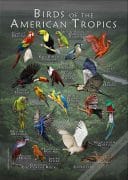 Birds of the American Tropics poster