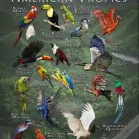 Birds of the American Tropics poster