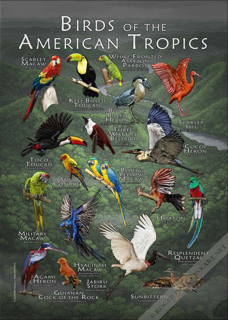 Birds of the American Tropics Poster Print