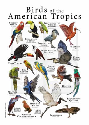 Birds of the American Tropics