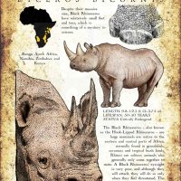 Black Rhinoceros poster