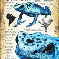 Blue Poison Dart Frog infographic