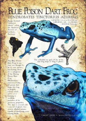 Blue Poison Dart Frog infographic