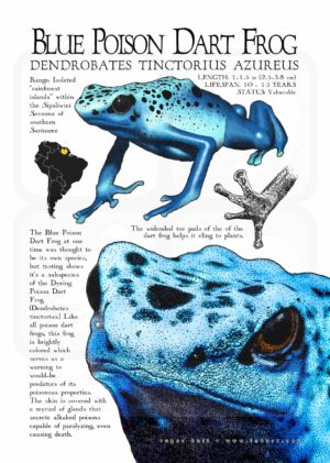 Blue Poison Dart Frog
