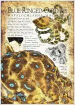 Poster design featuring the Blue-Ringed Octopus