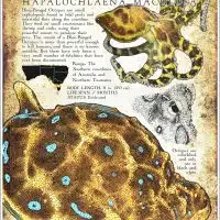 Poster design featuring the Blue-Ringed Octopus