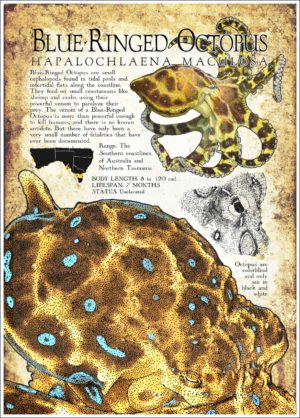 Poster design featuring the Blue-Ringed Octopus