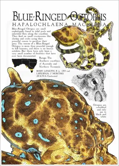 Blue-Ringed Octopus Poster