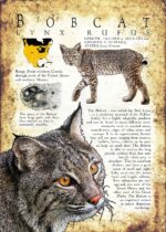 Bobcat poster