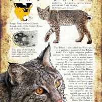 Bobcat poster