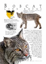 Bobcat poster