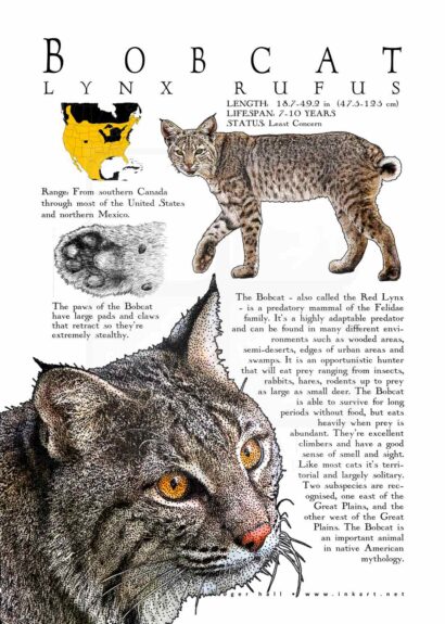 Bobcat poster
