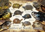 Box Turtles of North America poster print