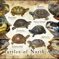 Box Turtles of North America poster print
