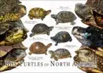Box Turtles of North America poster print