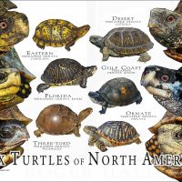 Box Turtles of North America poster print