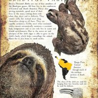 Poster of Brown-Throated Sloth