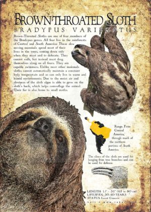 Poster of Brown-Throated Sloth
