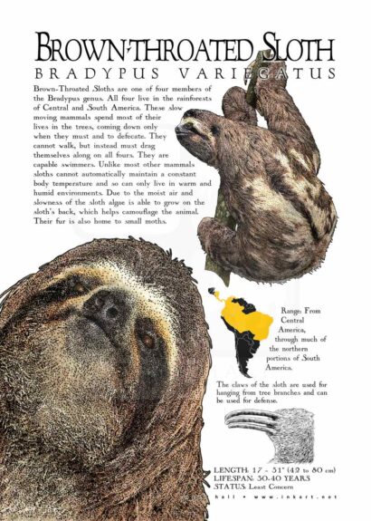 Poster of a Brown-Throated Sloth