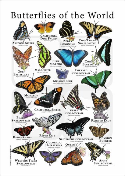 Butterflies of the World