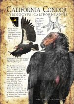 Poster of a California Condor