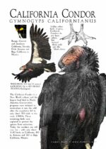 California Condor Poster