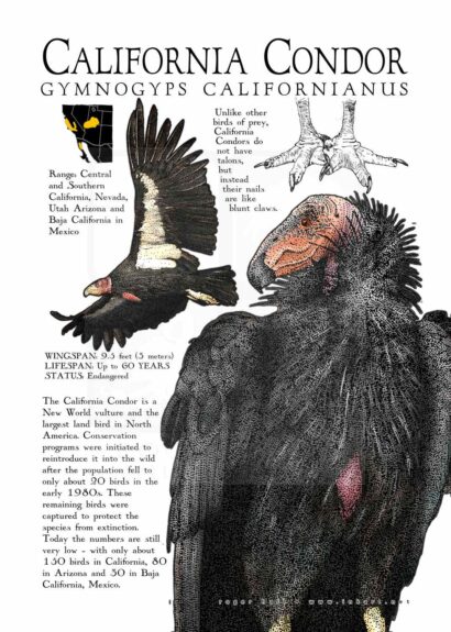 California Condor Poster