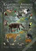 Rainforest Animals of Central America