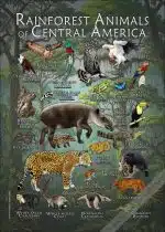 Rainforest Animals of Central America
