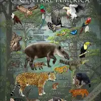 Rainforest Animals of Central America