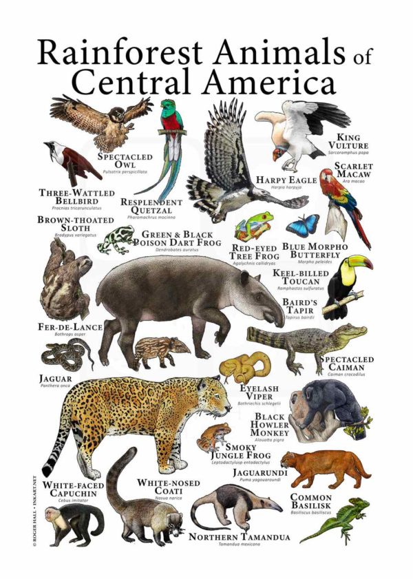 Rainforest animals of Central America