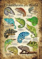 Chameleons of the World