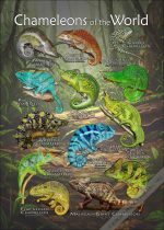 Chameleons of the World