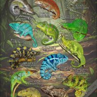 Chameleons of the World