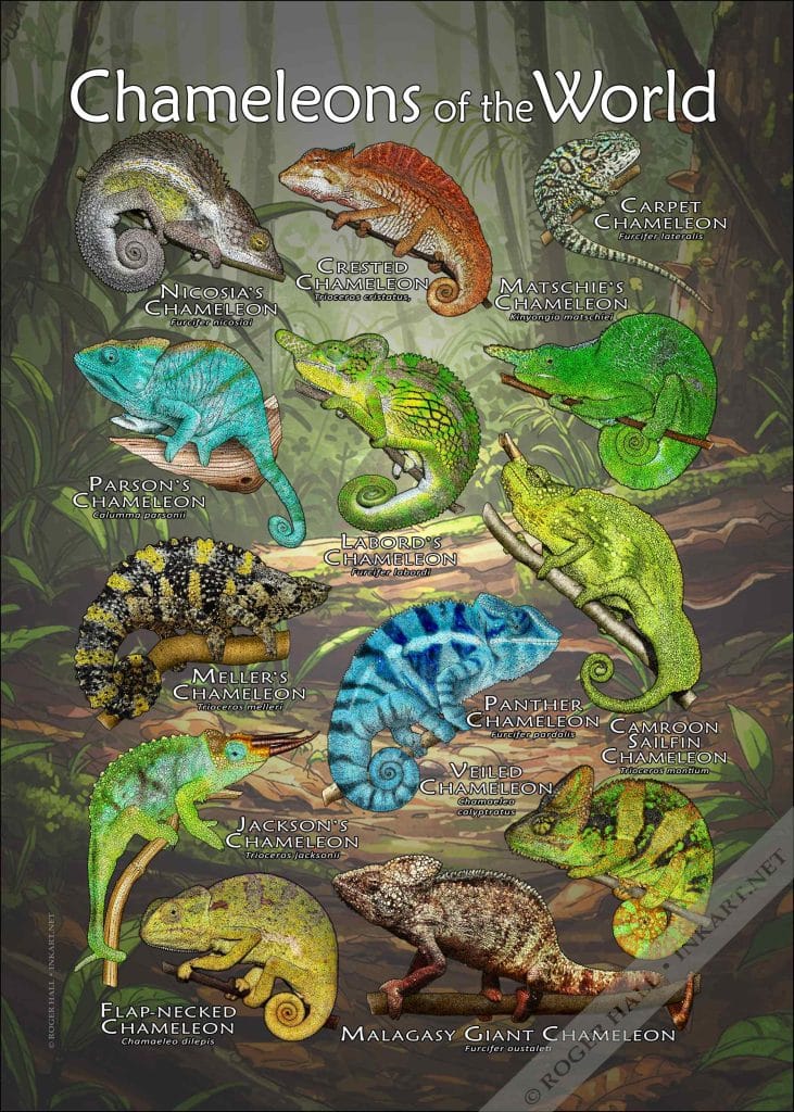 Chameleons of the World Poster Print