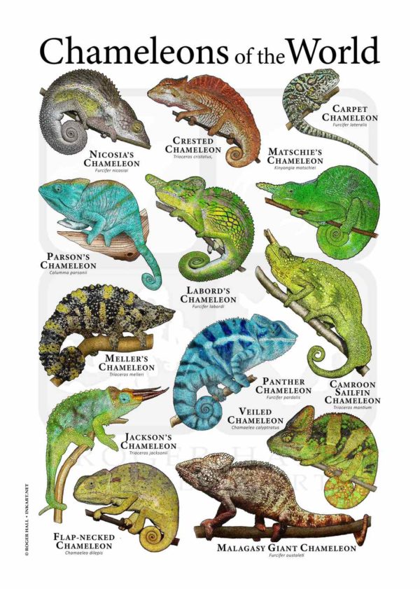 Chameleons of the World