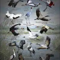 Cranes of the World poster