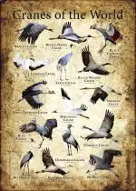 Cranes of the World Poster Print - Image 2