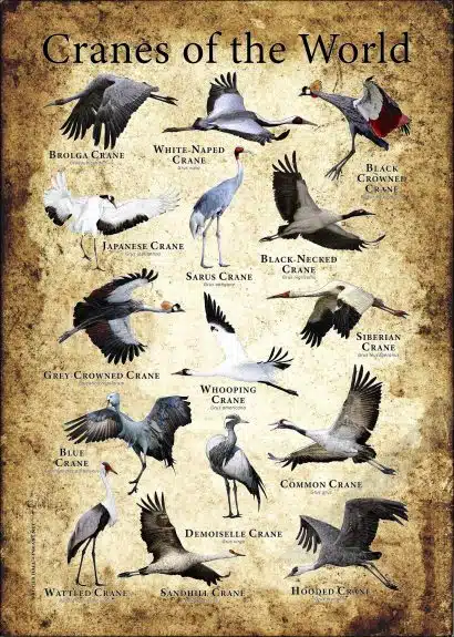 Cranes of the World Poster Print - Image 2