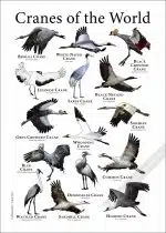 Cranes of the World Poster Print - Image 3