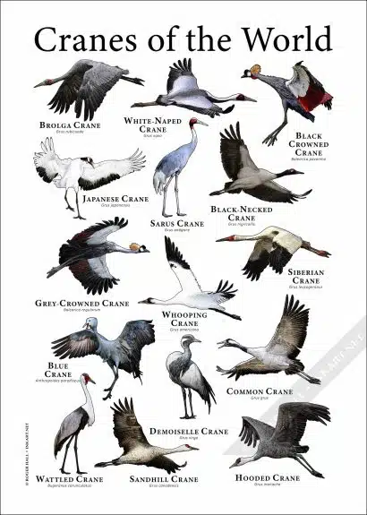 Cranes of the World Poster Print - Image 3