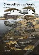 Crocodiles of the World