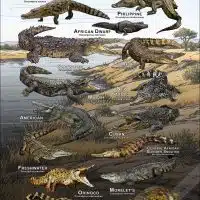 Crocodiles of the World