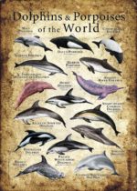 Dolphins and Porpoises of the World