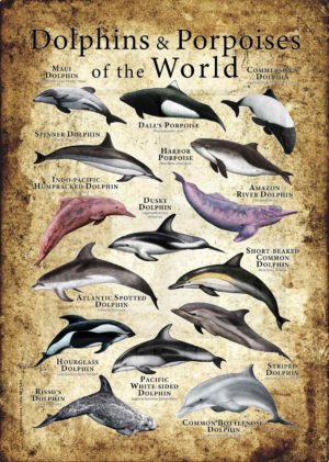 Dolphins and Porpoises of the World
