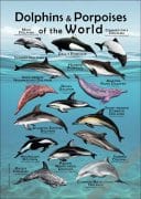 Dolphins and Porpoises of the World poster