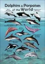 Dolphins and Porpoises of the World poster