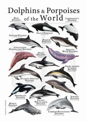 dolphins and porpoises of the world