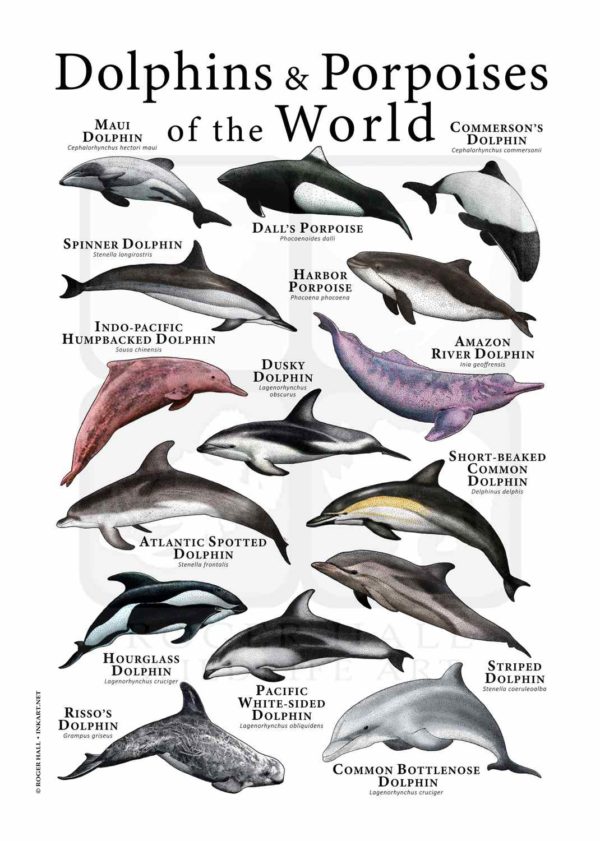 dolphins and porpoises of the world