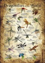 Dragonflies of the World Poster